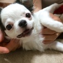 【再投稿】里親様を募集します。