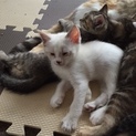 白い猫♡