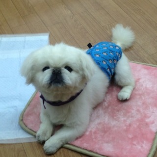 放棄ペキニーズ