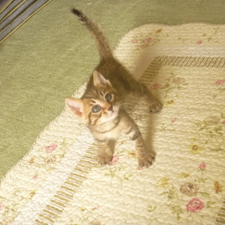 きじトラ子猫の新しい飼い主さん募集