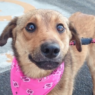 この子の命を救ってください。