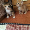 ４月３０日に生まれた子猫ちゃん達です！