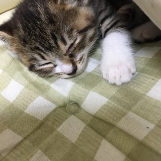 子猫の里親さん、募集中です。