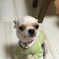 可愛いチワワ