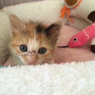 緊急子猫里親募集