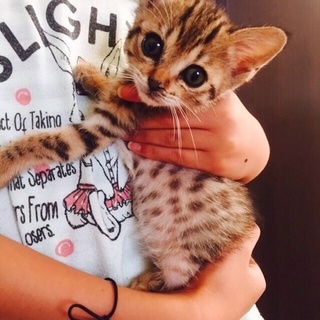 キジトラちゃん