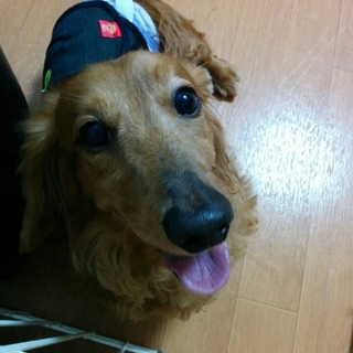 Mダックス　５歳前後　仮名大芽（たいが）