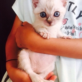 シャムMIXちゃん