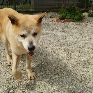 本当の犬好きな方、お待ちしています