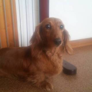 ☆くるみ☆里親さま決定☆