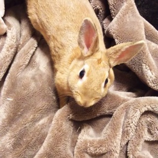 うさぎの里親募集中