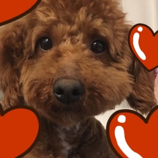 トイプードル♂ 