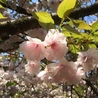 ABIKO OTAJI