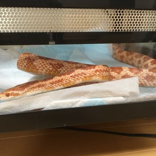 素敵な里親さんが見つかりました♡