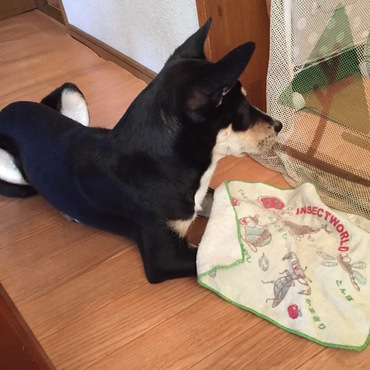 ご飯待ち。伏せて待てるようになりました。よだれがすごいのでタオルもセット。