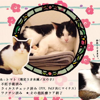 里親さん決定！ありがとうございました。