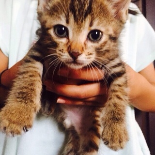 キジトラちゃん