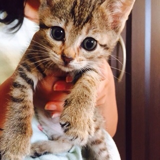 キジトラちゃん