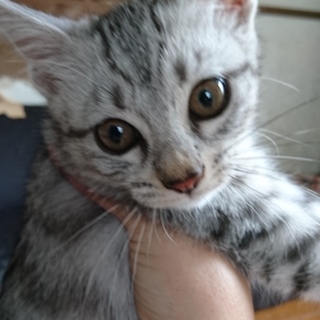 元気でかわいい男の子です