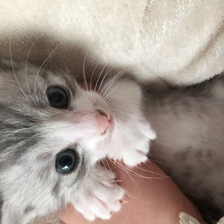 生後一ヶ月くらいの子猫ちゃん