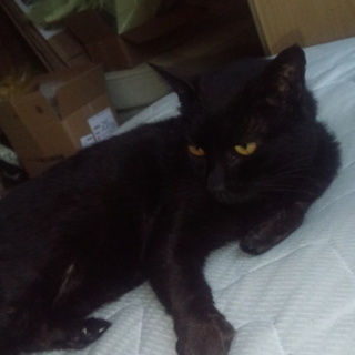 急募誰にでもなつく人懐っこい猫ちゃんです。