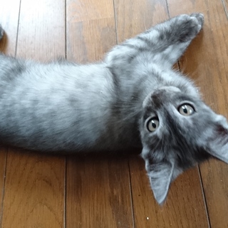 元気でかわいい男の子です