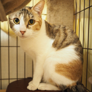 ♪うるんだ瞳がたまらない、白三毛の珠里ちゃん♪