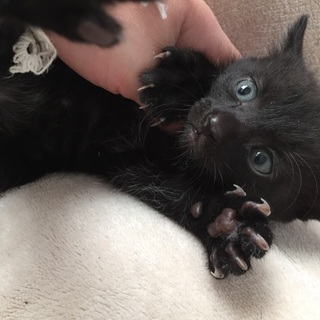 生後一ヶ月くらいの子猫ちゃん