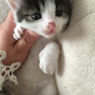 生後一ヶ月くらいの子猫ちゃん