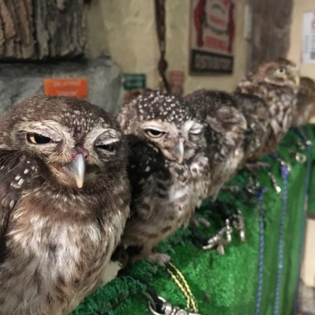 カナスケ。のカバー写真
