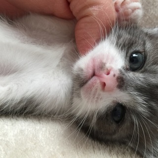 生後一ヶ月くらいの子猫ちゃん