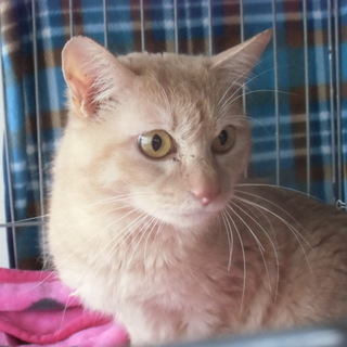 茶太郎くん、飼い主死亡により里親募集です！