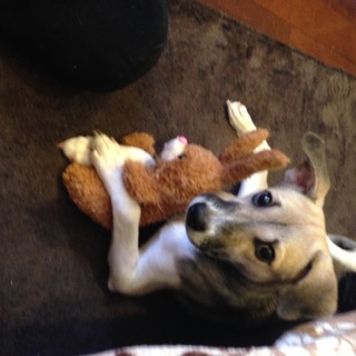 中型雑種の甘えん坊♂