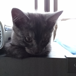 かわいい男の子です