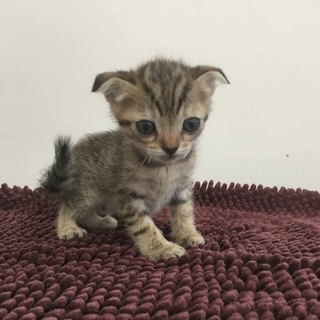 無事引き取られました、ありがとうございました！