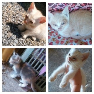 元気いっぱい子猫4匹