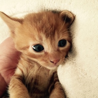 生後一ヶ月くらいの子猫ちゃん