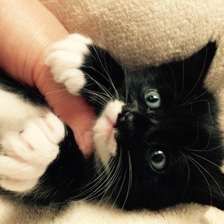 生後一ヶ月くらいの子猫ちゃん