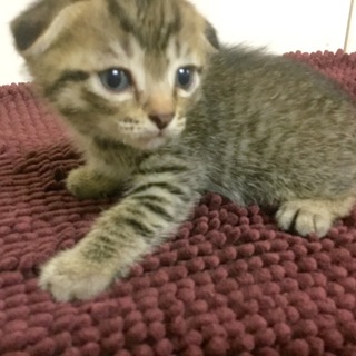 ご応募沢山ありがとうございました！引き取られました