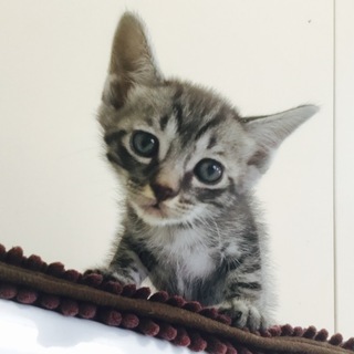 子猫生後1カ月よろしくお願いします