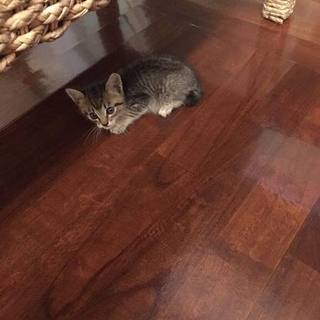 仔猫の里親を募集しております