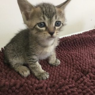 たくさんの里親の申し出ありがとうございました！