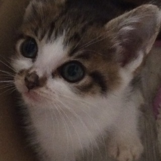 2ヵ月くらいの女の子（本1）