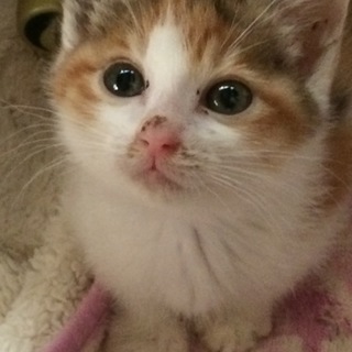 マイペースな女の子（本4）