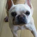 フレンチブルドッグ