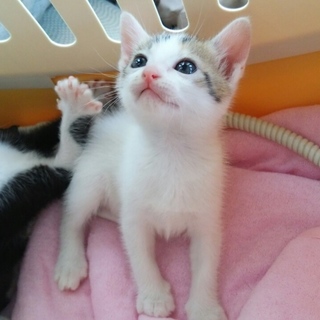 黒のハチワレとミケの子猫姉妹