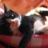黒のハチワレとミケの子猫姉妹 サムネイル4