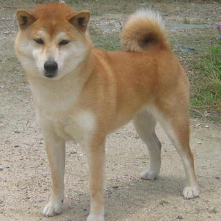 つるぎちゃん♪6歳福岡にて幸せになりました