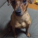 ショコラ♂ 元気いっぱい2歳