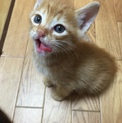 かわいい茶トラ子猫くん